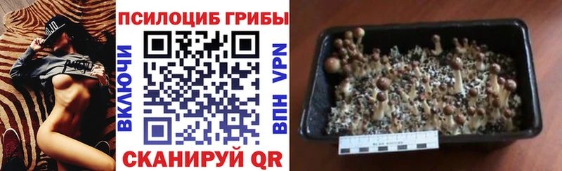 это какой сайт  Беслан  кракен как войти  Псилоцибиновые грибы Psilocybe  наркота 